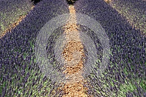 Yellow dry 30cm wide gravel path separating two rows of lavender bushes in plantation,Â Vaucluse, Provence, France